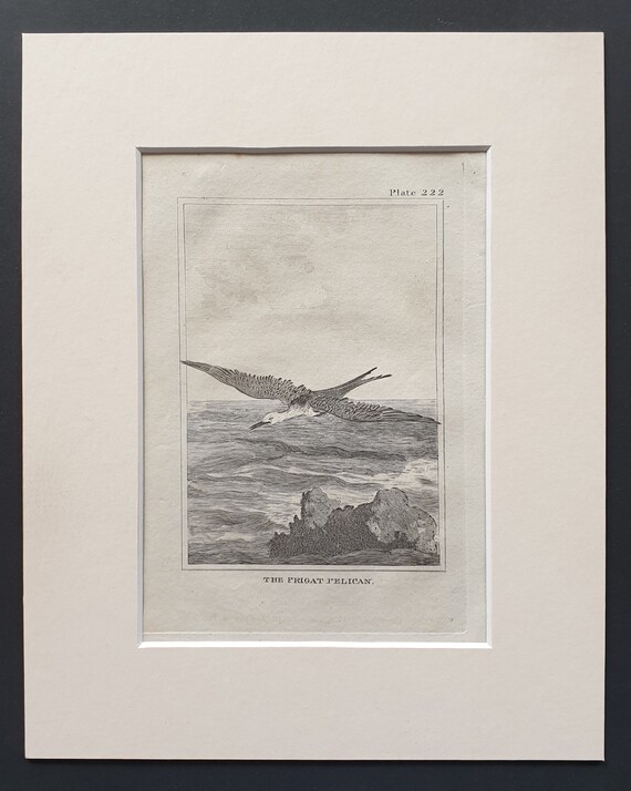 The Frigat Pelican-  Original 1812 Buffon print in mount (222)