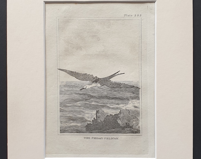 The Frigat Pelican-  Original 1812 Buffon print in mount (222)