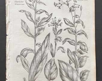 Narrow Leaved and Bugloss Lungwort, and Sea Lightwort - Original 1802 Culpeper engraving (97)