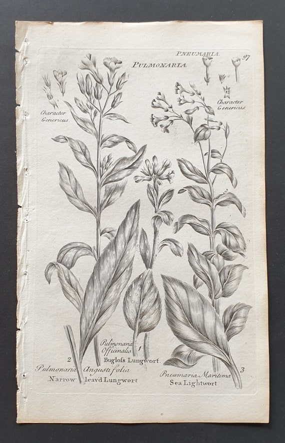 Narrow Leaved and Bugloss Lungwort, and Sea Lightwort - Original 1802 Culpeper engraving (97)