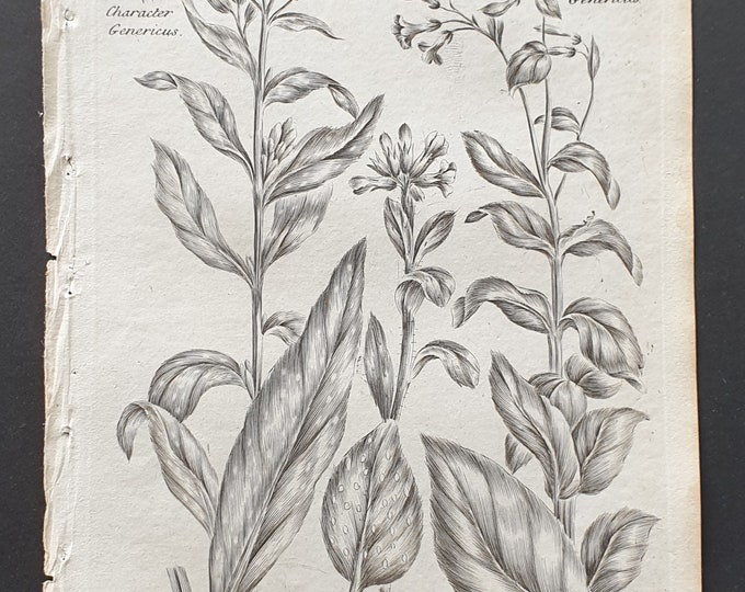 Narrow Leaved and Bugloss Lungwort, and Sea Lightwort - Original 1802 Culpeper engraving (97)