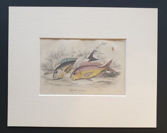Gilt Head, The Braize - Original c1860 hand coloured fish print in mount