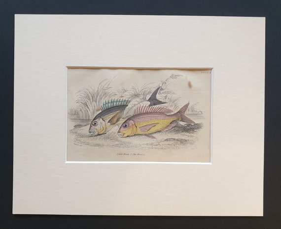 Gilt Head, The Braize - Original c1860 hand coloured fish print in mount