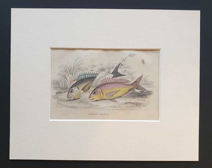 Gilt Head, The Braize - Original c1860 hand coloured fish print in mount