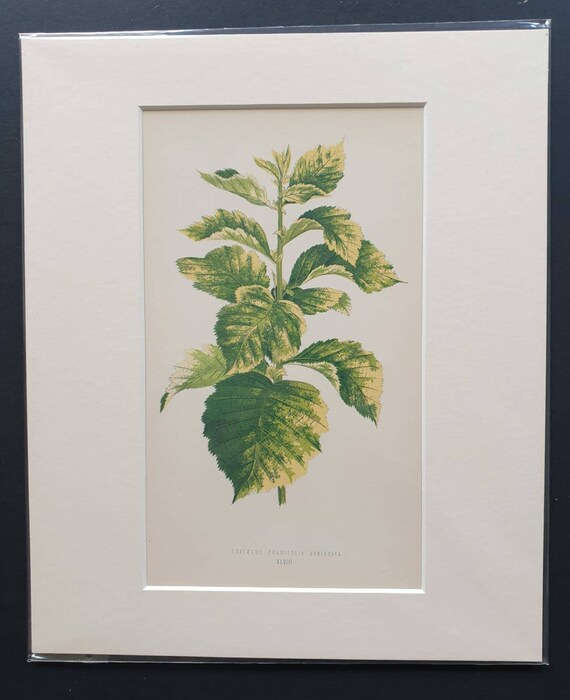 Original 1865 leaf print 'Craraecus Prunifolia Variegata'