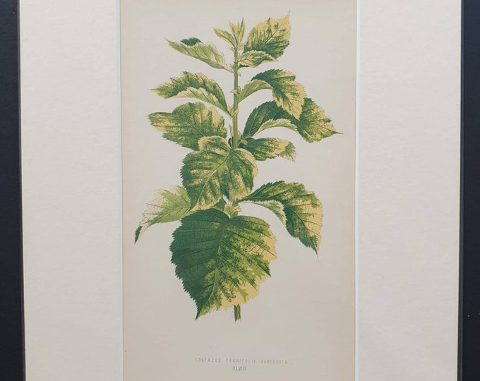 Original 1865 leaf print 'Craraecus Prunifolia Variegata'