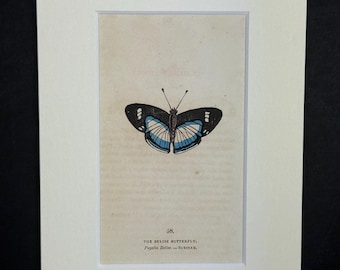 The Belise Butterfly - Original 1832 Hand Coloured Antique Print