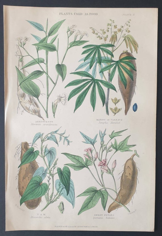 Original 1877 The Vegetable  Kingdom print - Plants used as Food