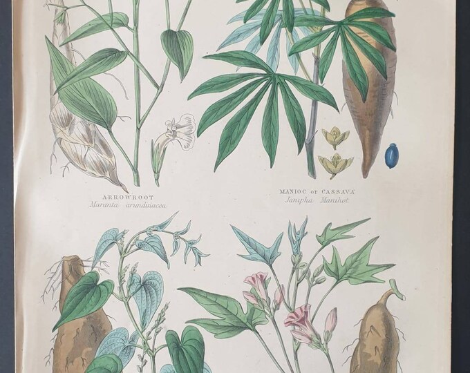 Original 1877 The Vegetable  Kingdom print - Plants used as Food