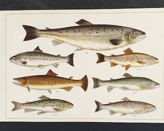 Original 1915 fish print - Plate 25