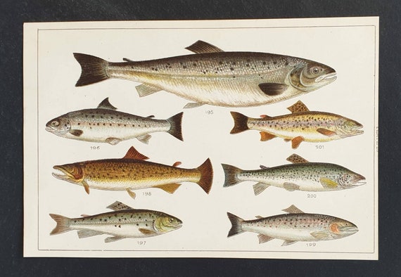 Original 1915 fish print - Plate 25