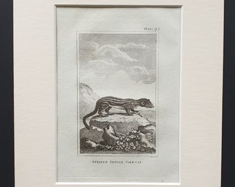 Striped Indian Pole Cat - Original 1812 Buffon print in mount