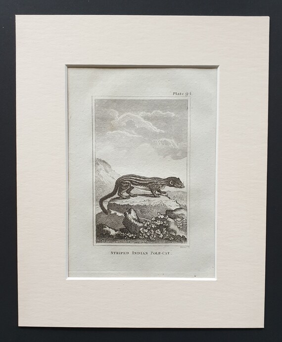 Striped Indian Pole Cat - Original 1812 Buffon print in mount