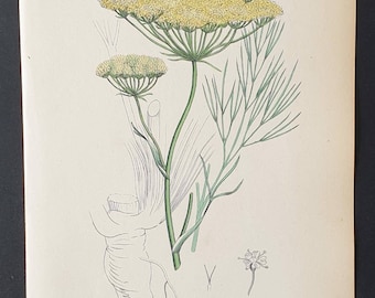 Sea Hog's Fennel - Original 1863 Sowerby hand coloured botanical print