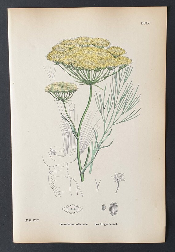 Original 1863 hand coloured botanical print - Sea Hog's Fennel