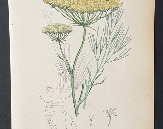 Original 1863 hand coloured botanical print - Sea Hog's Fennel