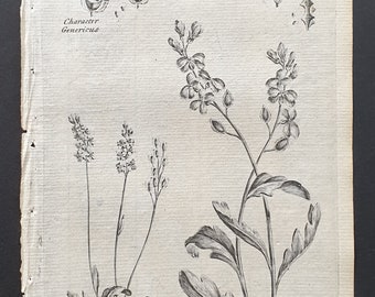 Dwarf Rock Cress and Purple Sea Rocket - Original 1802 Culpeper engraving (138)