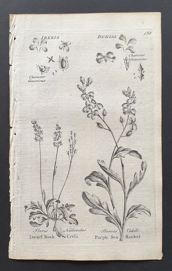 Dwarf Rock Cress and Purple Sea Rocket - Original 1802 Culpeper engraving (138)