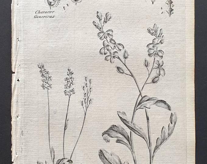 Dwarf Rock Cress and Purple Sea Rocket - Original 1802 Culpeper engraving (138)
