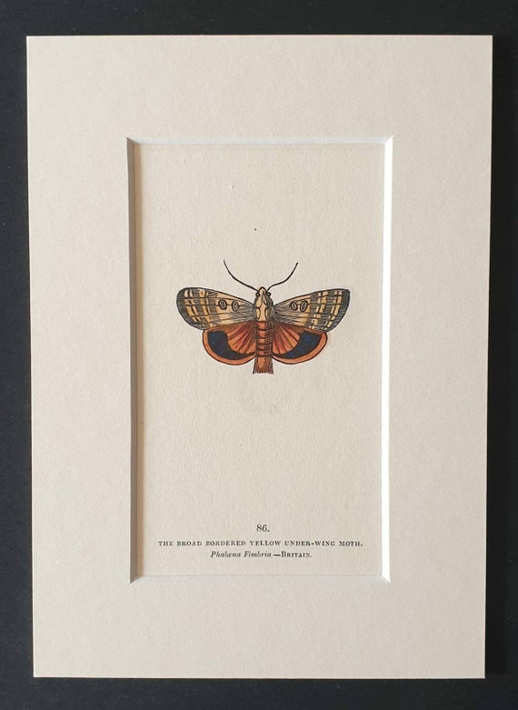 The Broad Shouldered Yellow Under Wing Moth - Original 1832 hand coloured butterfly print in mount (86)