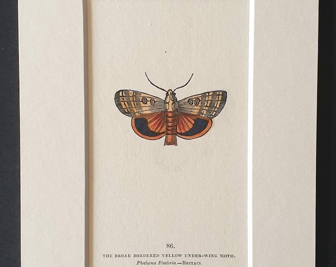 The Broad Shouldered Yellow Under Wing Moth - Original 1832 hand coloured butterfly print in mount (86)