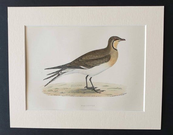 Original 1891 hand coloured bird print in mount - Pratincole