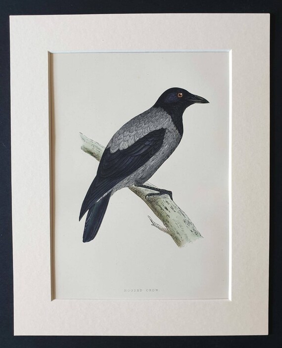 Original 1891 hand coloured bird print in mount - Hooded Crow