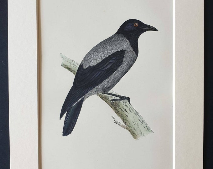 Original 1891 hand coloured bird print in mount - Hooded Crow