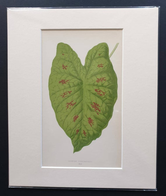 Original 1865 leaf print 'Caladium Verschaffelti'