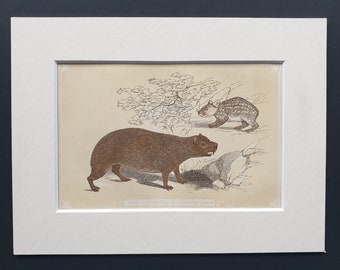 The Capibara and Spotted Cavy - Original 1851 John Tallis woodblock print