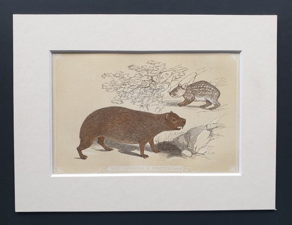 The Capibara and Spotted Cavy - Original 1851 John Tallis woodblock print