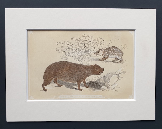 The Capibara and Spotted Cavy - Original 1851 John Tallis woodblock print