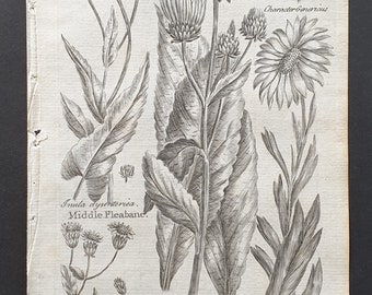 Middle and Small Fleabane, Elecampane, and Golden Sampire - Original 1802 Culpeper engraving (66)