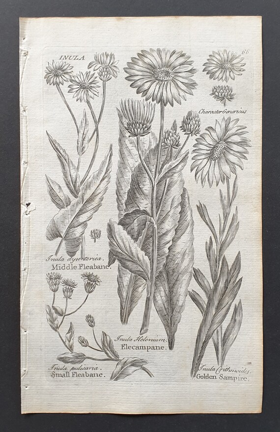 Middle and Small Fleabane, Elecampane, and Golden Sampire - Original 1802 Culpeper engraving (66)