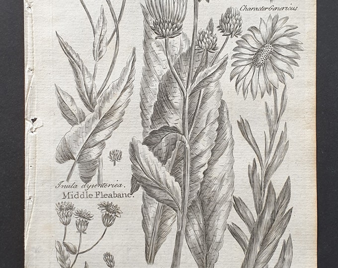 Middle and Small Fleabane, Elecampane, and Golden Sampire - Original 1802 Culpeper engraving (66)