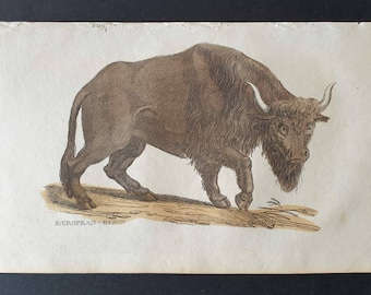 Arabian Camel - Original 1821 hand coloured animal print