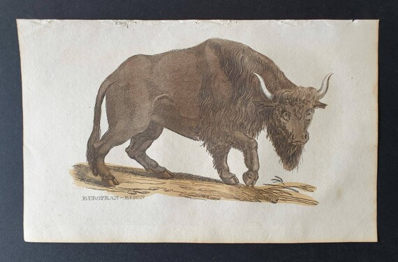 Original 1821 hand coloured animal print - European Bison