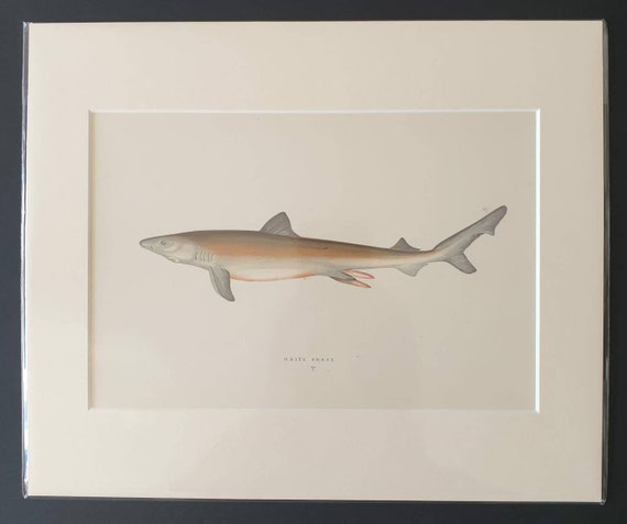 White Shark - Original 1877 'History of the Fishes of the British Islands' print