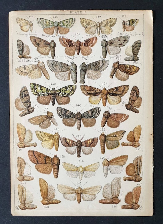 Original 1915 Butterfly and Moth print - Plate 15