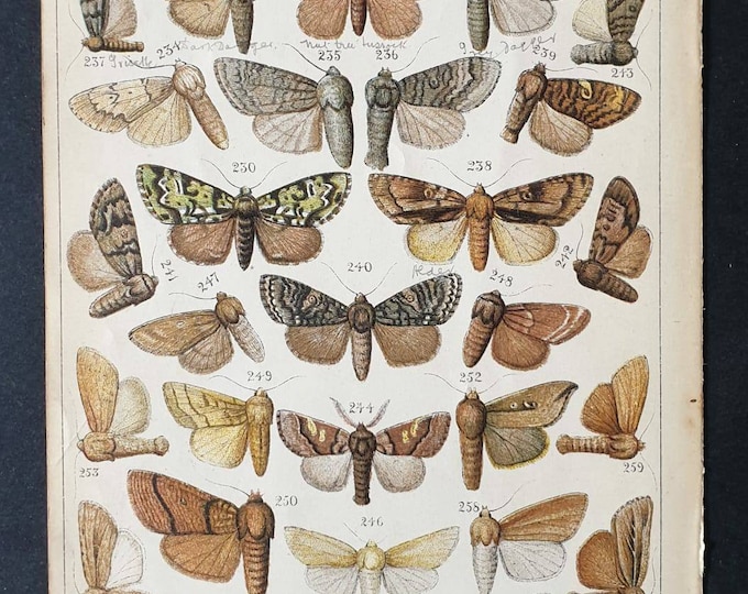 Original 1915 Butterfly and Moth print - Plate 15