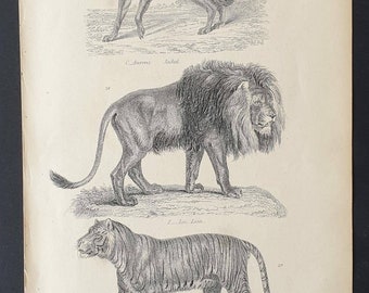 Jackal, Lion and Tiger - Original c1860's Museum of Natural History print