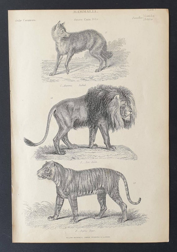 Original c1860's Museum of Natural History print - Jackal/ Lion and Tiger