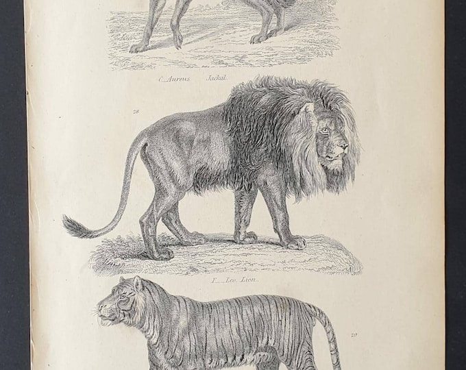Original c1860's Museum of Natural History print - Jackal/ Lion and Tiger