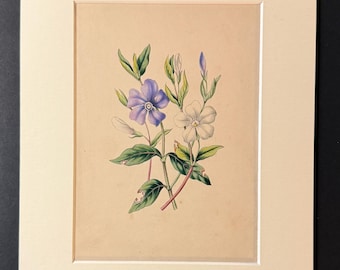The Periwinkle - Original 1840 Hand Coloured Print