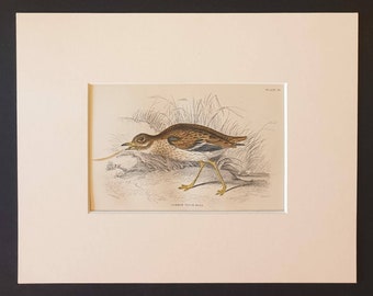 Common Thick Knee - Original c1840 hand coloured bird print in mount