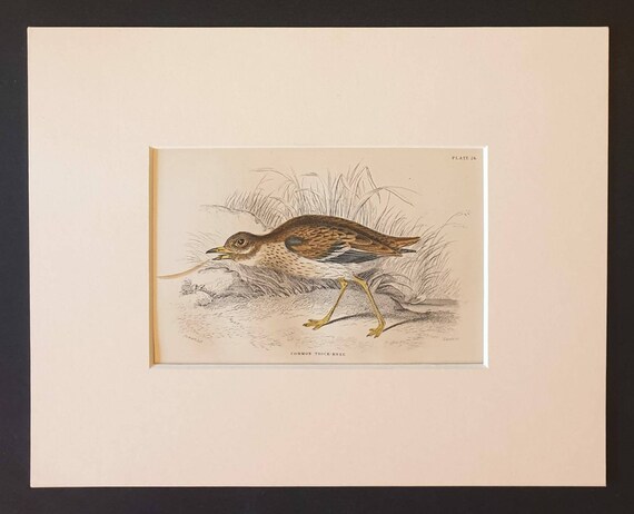 Original c1840 hand coloured bird print in mount - Common Thick Knee