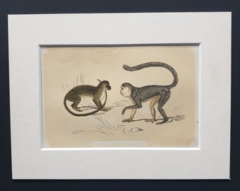 Mona and Green Monkeys - Original 1851 John Tallis woodblock print
