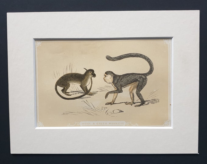 Mona and Green Monkeys - Original 1851 John Tallis woodblock print