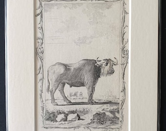 Buffalo - Original 1791 Buffon print