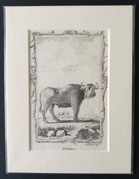 Original 1791 Buffon print - Buffalo